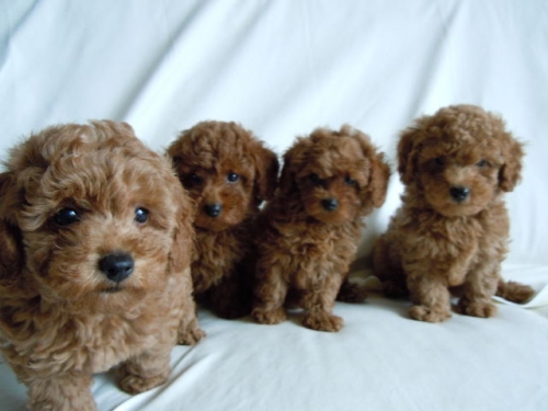 ♪仔犬達。。。♪