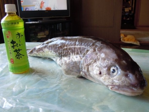 ♪釣った魚が。。。♪