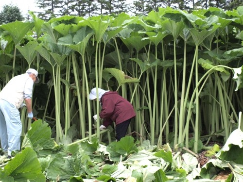 ラワンぶき狩りの詳細決定