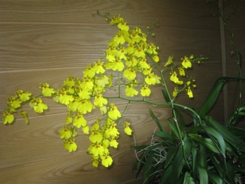 又 来たっ! 45万円