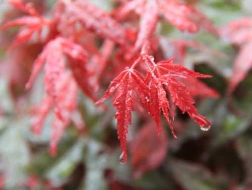 雨の中の花や木々