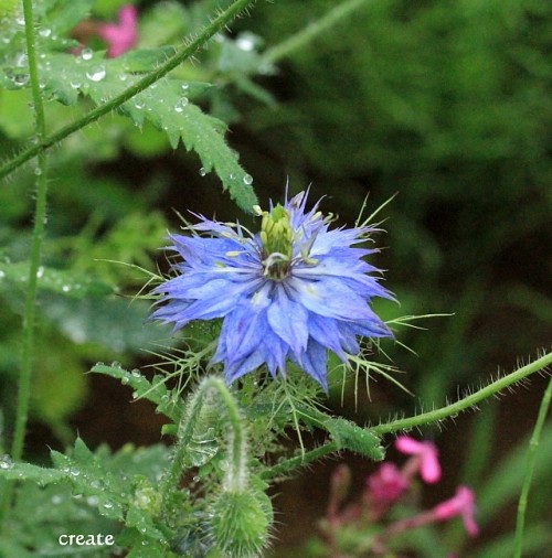 ガーディニングの花たちとラブラブつゆ草