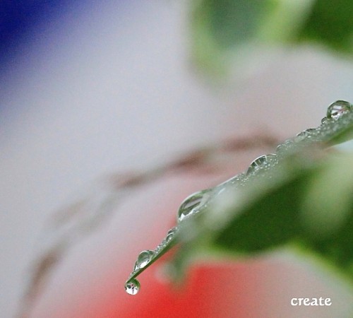 雨上がりの朝、写してみました。