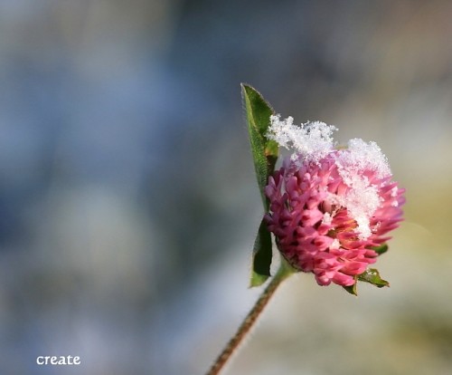 初雪と仲良しの草木