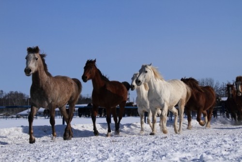 母馬と若い馬の雪中運動の光景