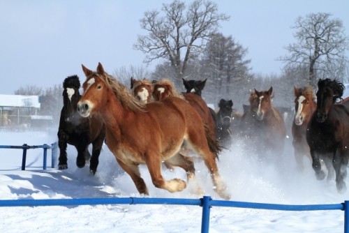 雪煙を立てて走る妊娠馬たちと鹿追フォトコン写真展