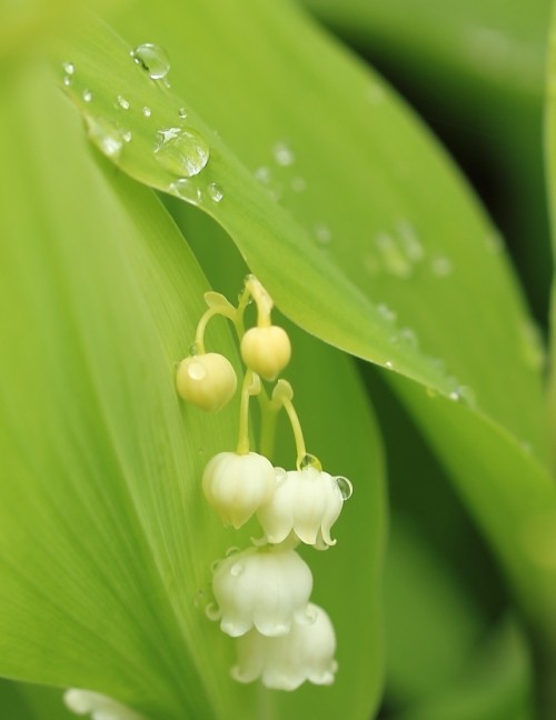 雨上がりの朝のしずく見っけ～