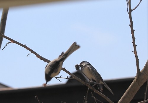 庭でシジュウカラ営巣 雛の鳴き声確認
