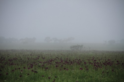 霧多布湿原と花たち