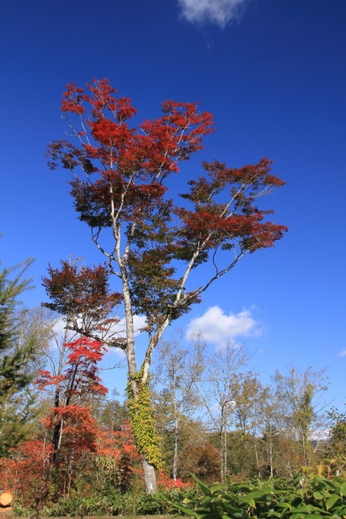 鹿追町の福原山荘の紅葉