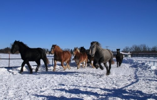 十勝牧場の雪中運動