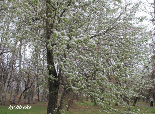 大木に咲いた白い清楚な花