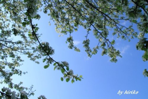 青空に映える白い花