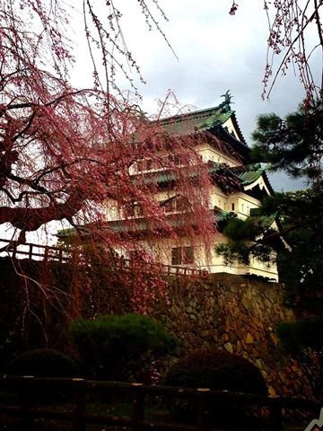 弘前城と松前城の桜