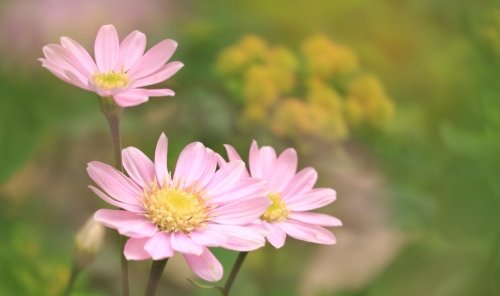 寒そうな庭の花たち