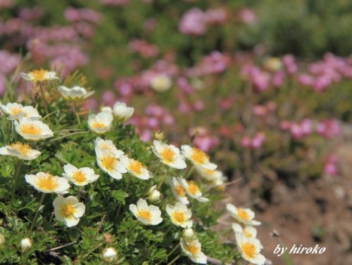 黒岳に咲いていた花と「大雪山系黒岳登山」のデジブック