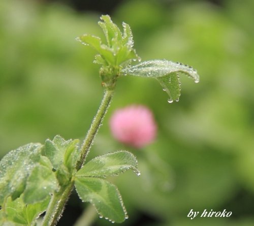 花の写真