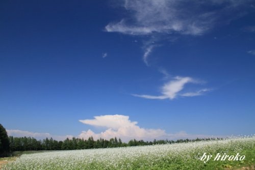 一面に広がる大根のお花畑