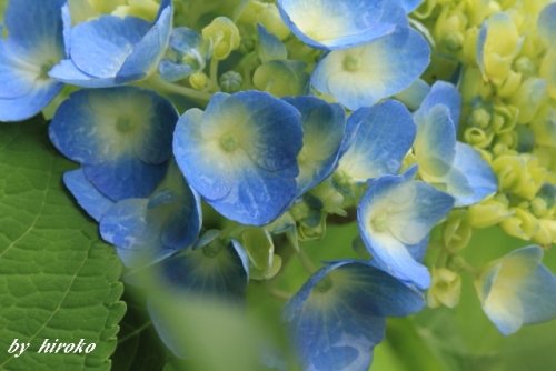 紫陽花と絹さやエンドウの花