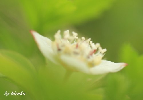 平山登山で見た高山植物と7月のデジブック