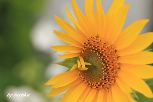 思いがけない向日葵の花と津別峠雲海＆西別岳ＤＢ