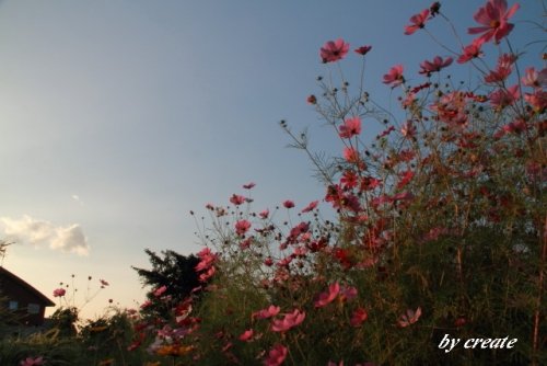 夕陽に染まる秋桜