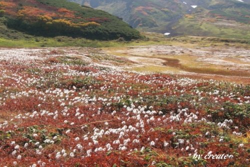 裾合平で見たチングルマの群生