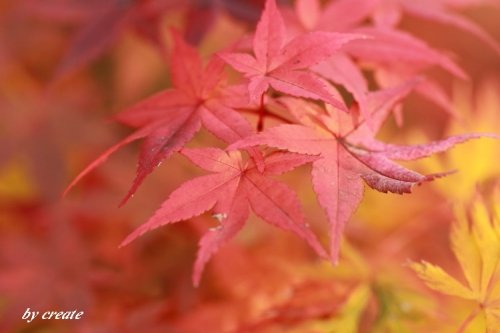 庭の紅葉模様