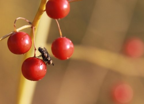 庭の秋模様