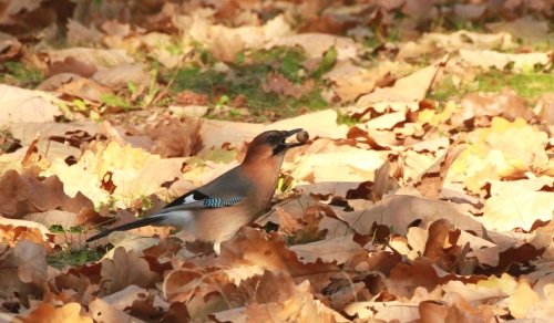 秋色の中のエゾリスや野鳥たち