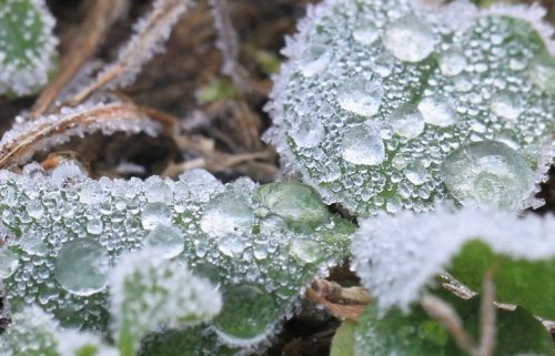 寒い朝　霜の花と熱気球