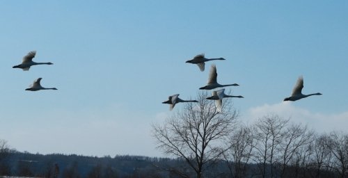 白鳥の飛翔