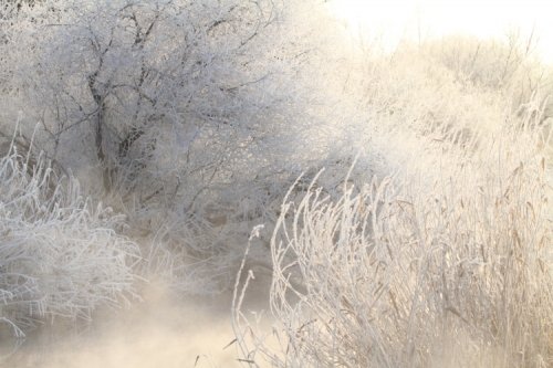 十勝川温泉の霧氷
