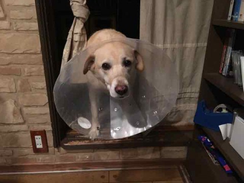 当店の看板犬のシロップについてのご報告です。