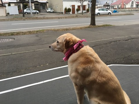 また雪の予報です。