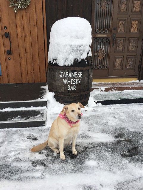 やっと初雪が降りました。