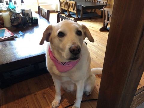 閉店させていただくかも知れませんが、とりあえずオープンいたします。