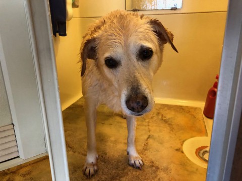 モフモフ注意報発令です。