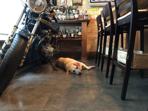 今日の帯広の最高気温は36.3℃でした。