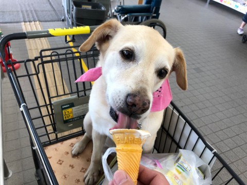 申し訳ございません。 電話線が電話機から抜けておりました。