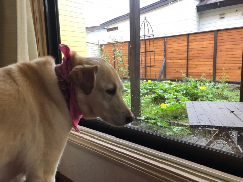 帯広は強い雨が降り続いております。