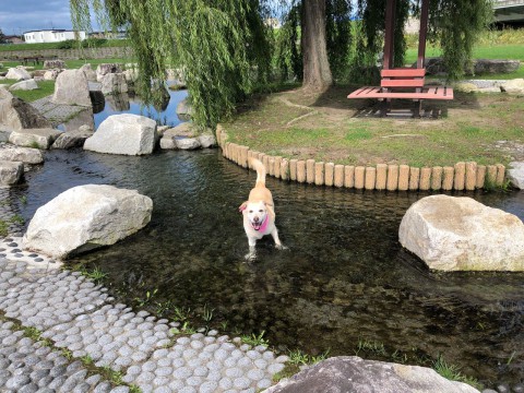 今日の帯広の最高気温は33.1℃まで上がりました。