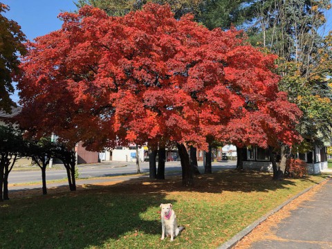 冬支度とプチ改修。
