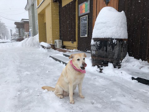 よく降る雪です。