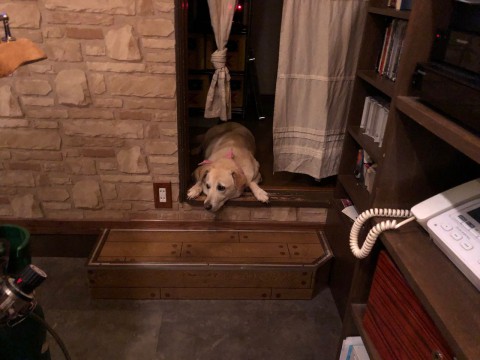 本日は日曜日ですので・・・。