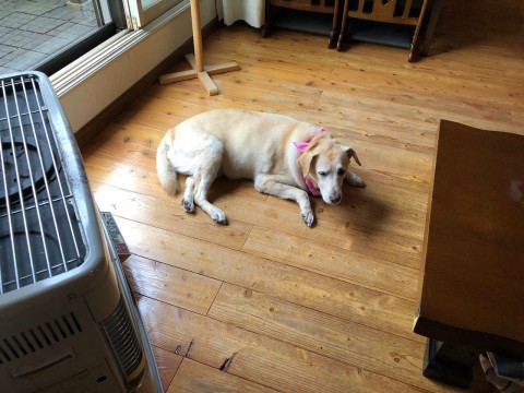 本日の日曜日は営業いたします。