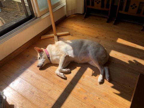 連休最終日の本日は、都合により営業いたします。^^