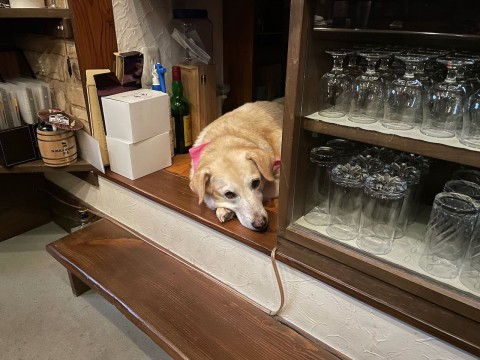 新入荷のご案内の予定だったのですが・・・。