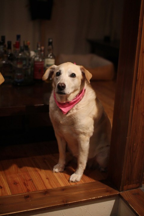 午前中にfacebook、ツイッターで当店のPBの発売の予告をさせて頂きました。