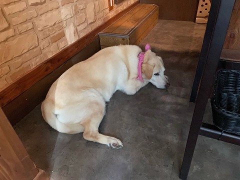 本日の日曜日はお休みさせて頂きます。